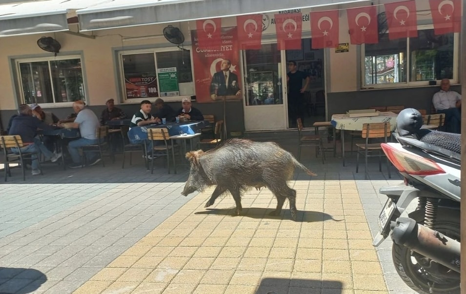 AV VE AVCI….GÖRDÜĞÜNÜZ BİR YABAN DOMUZU…YER KUŞADASI AVCILAR VE ATICILAR DERNEĞİ LOKALİ!!!