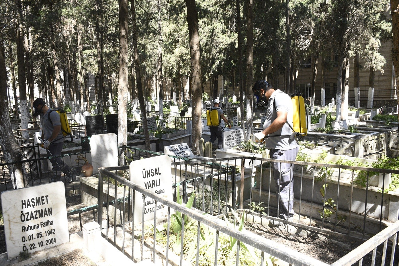 ASYA KAPLAN SİVRİSİNEĞİNE KARŞI MEZARLIKLARDA ETKİLİ MÜCADELE