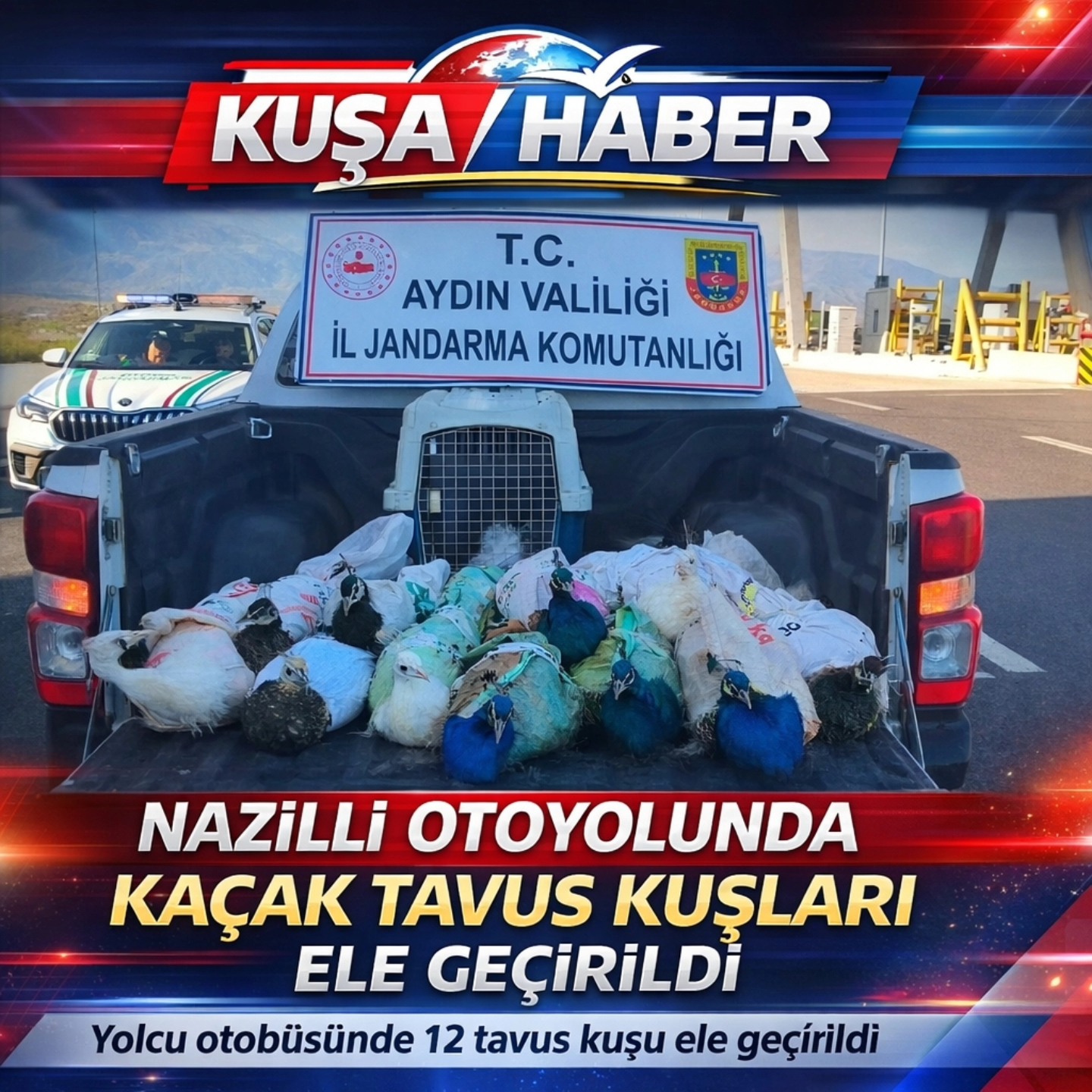 NAZİLLİ OTOYOLUNDA YOLCU OTOBÜSÜNDE KAÇAK TAVUS KUŞLARI ELE GEÇİRİLDİ